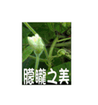 湖の露の花言葉 2（個別スタンプ：22）