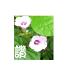 湖の露の花言葉 2（個別スタンプ：32）