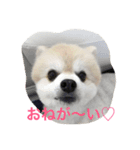 ポメラ二生活（個別スタンプ：1）