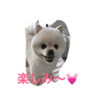 ポメラ二生活（個別スタンプ：2）