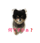 ポメラ二生活（個別スタンプ：3）
