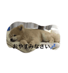 ポメラ二生活（個別スタンプ：5）