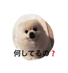 ポメラ二生活（個別スタンプ：6）