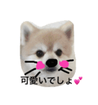 ポメラ二生活（個別スタンプ：7）