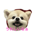 ポメラ二生活（個別スタンプ：8）