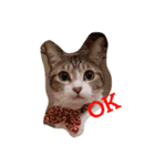 うちの猫 にゃたろとちびすけ（個別スタンプ：1）
