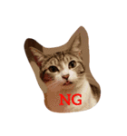 うちの猫 にゃたろとちびすけ（個別スタンプ：2）