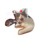 うちの猫 にゃたろとちびすけ（個別スタンプ：3）