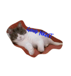 うちの猫 にゃたろとちびすけ（個別スタンプ：4）