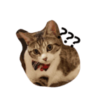 うちの猫 にゃたろとちびすけ（個別スタンプ：5）