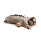 うちの猫 にゃたろとちびすけ（個別スタンプ：6）