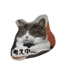 うちの猫 にゃたろとちびすけ（個別スタンプ：7）