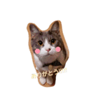 うちの猫 にゃたろとちびすけ（個別スタンプ：8）