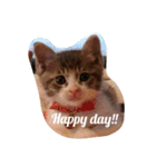 うちの猫 にゃたろとちびすけ（個別スタンプ：9）
