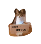 うちの猫 にゃたろとちびすけ（個別スタンプ：10）