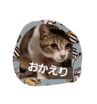 うちの猫 にゃたろとちびすけ（個別スタンプ：12）
