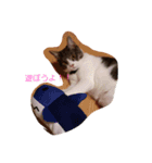 うちの猫 にゃたろとちびすけ（個別スタンプ：13）