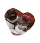 うちの猫 にゃたろとちびすけ（個別スタンプ：14）