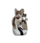 うちの猫 にゃたろとちびすけ（個別スタンプ：15）