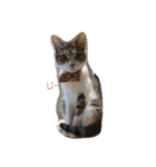 うちの猫 にゃたろとちびすけ（個別スタンプ：16）