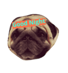 Pug Lover（個別スタンプ：16）
