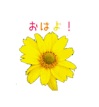 大切な人に贈る挨拶花スタンプ（個別スタンプ：1）