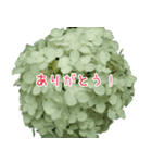 大切な人に贈る挨拶花スタンプ（個別スタンプ：3）