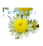 大切な人に贈る挨拶花スタンプ（個別スタンプ：6）