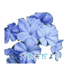 大切な人に贈る挨拶花スタンプ（個別スタンプ：8）