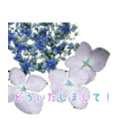 大切な人に贈る挨拶花スタンプ（個別スタンプ：10）