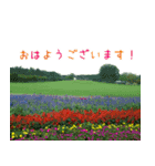 大切な人に贈る挨拶花スタンプ（個別スタンプ：11）