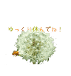 大切な人に贈る挨拶花スタンプ（個別スタンプ：14）