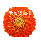 大切な人に贈る挨拶花スタンプ（個別スタンプ：15）