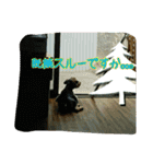 ヨークシャーテリアのロコちゃん2（個別スタンプ：6）