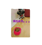 ヨークシャーテリアのロコちゃん2（個別スタンプ：9）