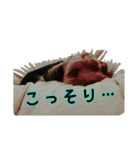 ヨークシャーテリアのロコちゃん2（個別スタンプ：24）