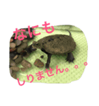 ぱんにゃ2（個別スタンプ：5）