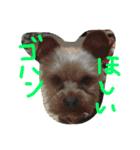 ぱんにゃ2（個別スタンプ：10）