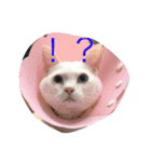 オセロ兄弟（個別スタンプ：4）