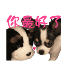 The puppies（個別スタンプ：12）