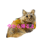 あきちゃああん（個別スタンプ：6）