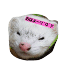 ferret2（個別スタンプ：2）