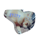 毒舌わんわんお（個別スタンプ：1）