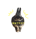 キャスうさぎ（個別スタンプ：1）