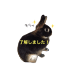 キャスうさぎ（個別スタンプ：2）
