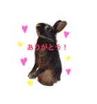 キャスうさぎ（個別スタンプ：5）