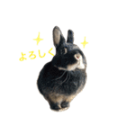 キャスうさぎ（個別スタンプ：7）
