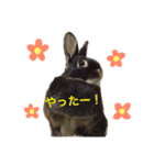 キャスうさぎ（個別スタンプ：10）