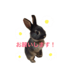 キャスうさぎ（個別スタンプ：11）