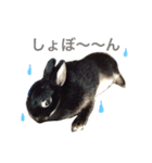 キャスうさぎ（個別スタンプ：12）